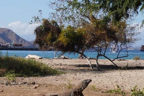 Labuan Bajo: 4-daagse Komodo-zwemmen met haaien en Komodo