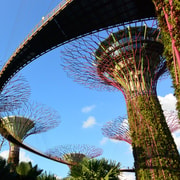 Singapore: Gardens by the Bay Guided Tour/Photography Singapore: Gardens by the Bay Guided Tour/Photography