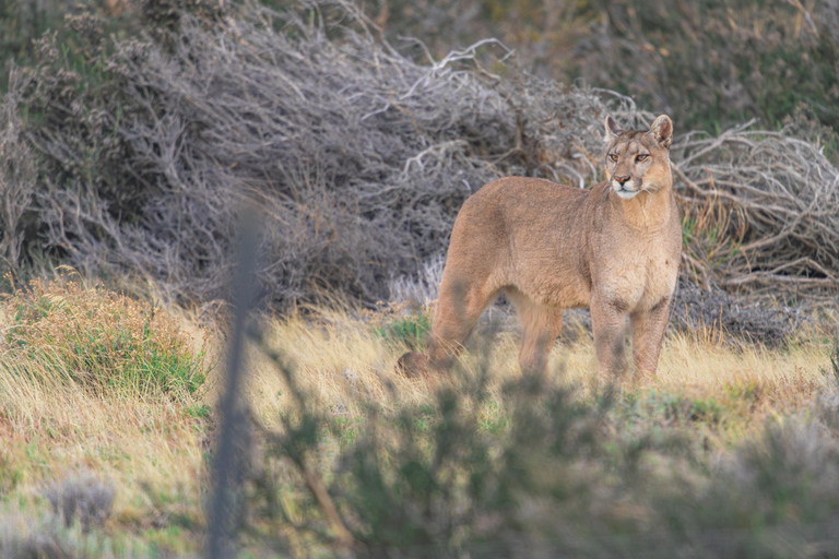 Puma Tracking (Puma spotting) - Torres del Paine Puma Tracking (Puma Sighting) - Torres del Paine