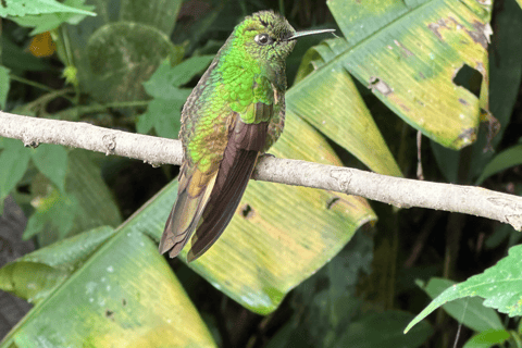 Visite de Quito et du centre du monde + observation des oiseauxBillets et déjeuner inclus