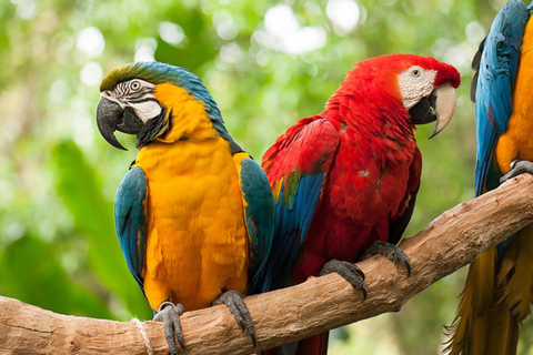 Watervallen, Vogelpark en Macuco Safari: Complete ervaring