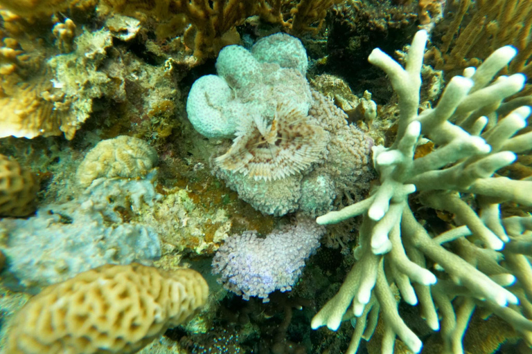 Isola di Coron: Tour di un giorno in trimarano con pranzo e snorkeling