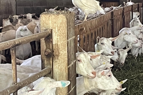 Private tour of the Alpilles: Saint-Rémy-de-Provence & Les Baux-de-Provence