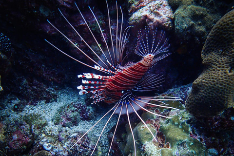 Ko Lanta: Koh Rok i Koh Haa Snorkeling the Andaman Gems Tour