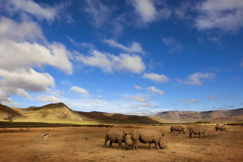 Safari dos Big Five e viagem de 1 dia com guia ao Vale do Rio Breede