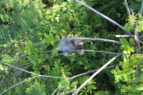 Manuel Antonio: Canopy Tour con tirolinas y puentes colgantes