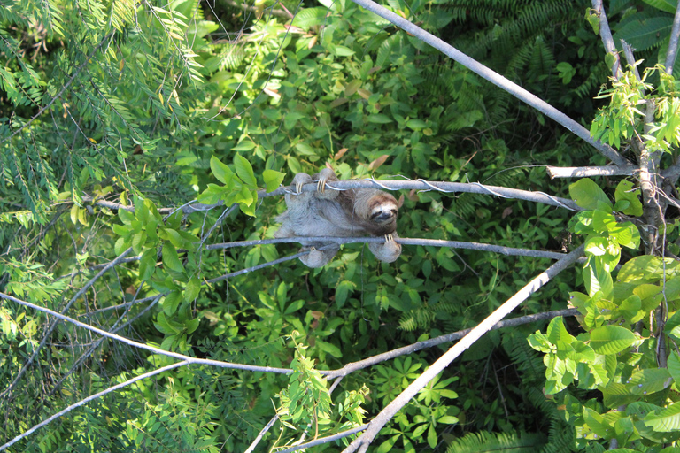 Manuel Antonio: Canopy Tour con Zip-lines e ponti sospesi