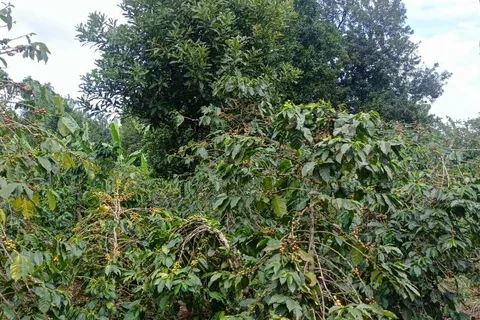 EMBU: Visita a una fábrica de café y té de Kenia.