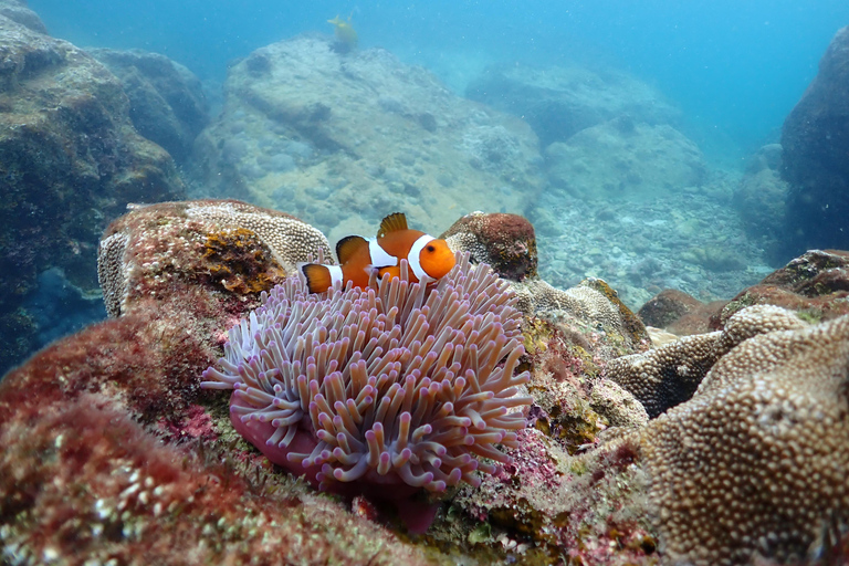 Experiência de dia inteiro de mergulho com snorkel saindo de BangkokDe Bangkok: Passeio de mergulho com snorkel na Baía de Samae Sarn com almoço