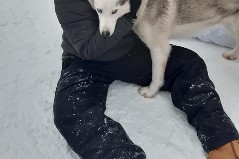 Levi: Self-Drive 2 KM Husky Sledding Experience