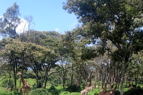 Parque Nacional de Nairóbi Orfanato de bebês elefantes Centro de girafas