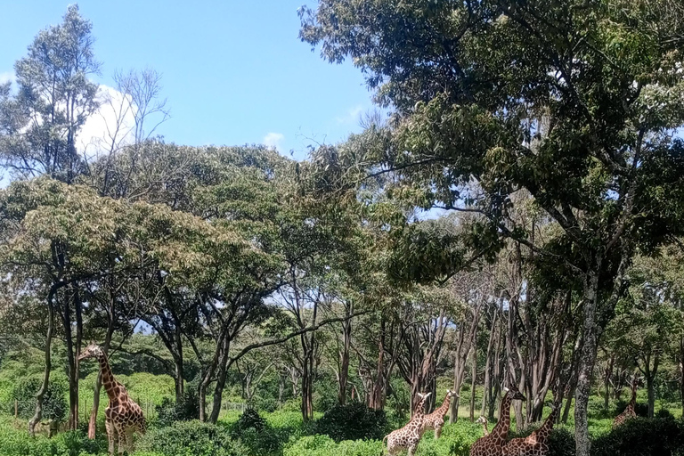 Parque Nacional de Nairóbi Orfanato de bebês elefantes Centro de girafas