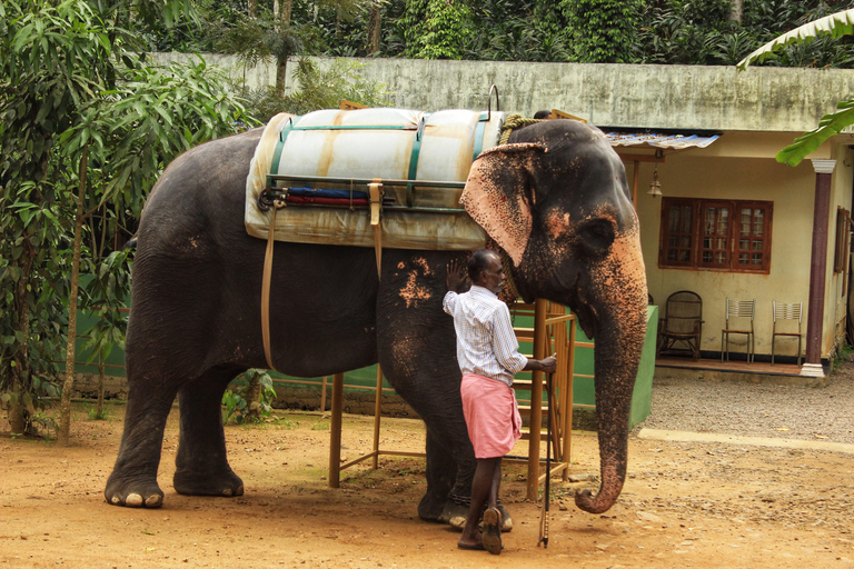 Fort Kochi Dagtour met Nederlands Paleis vanuit Cochin