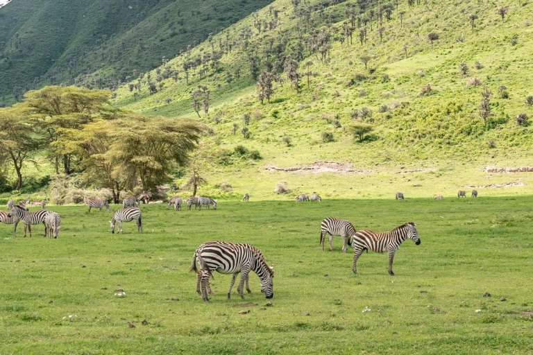 3 Days Ngorongoro Crater Wildlife Mid-range Safari