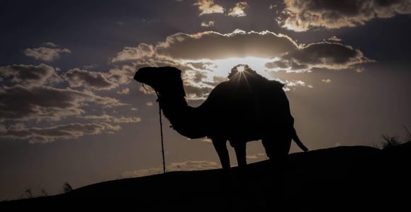 From Tunis: 5-Day Sahara Camel Trek & Bedouin Experience