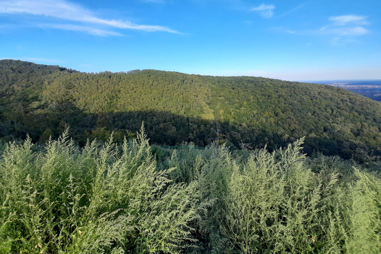 Zagrzeb wśród roślin: miejski spacer botaniczny