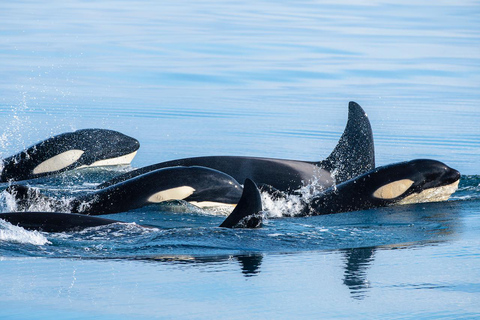Ólafsvík: Whale Watching Tour