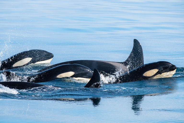 Ólafsvík: Whale Watching Tour