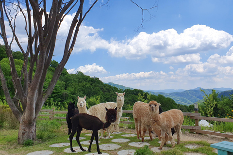 Seoul: Alpaca/Nami/Garden of Morning Calm Tour (+Rail Bike) Group Tour, Meet at Myeongdong