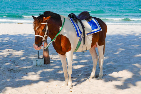 Barbados: Beach Horse Ride + Swimming + Picnic or Rum Tour Horse Ride with Rum Distillery Tour