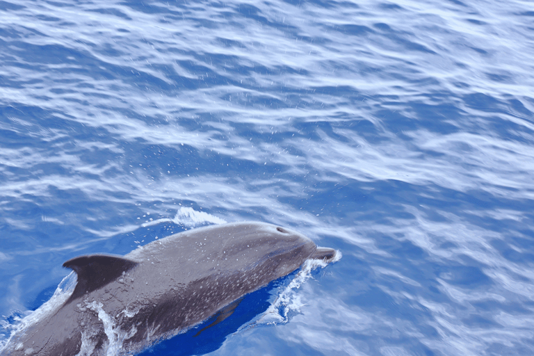 Dia: Day & Sunset Cruise with Menu by Greece's Top 100 Chef