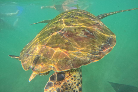 Mirissa Turtle Snorkeling Free Underwater Photos & pickup