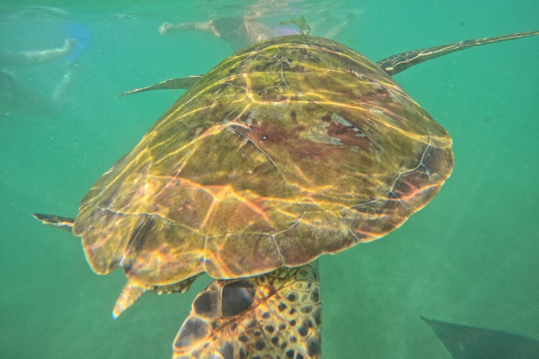 Mirissa Turtle Snorkeling Free Underwater Photos & pickup