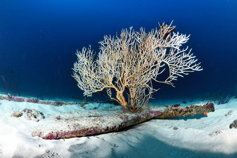 Colombo: Shipwreck Diving Experience within the city