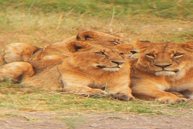 Tour di un giorno del Parco Nazionale di Nairobi e del Centro delle Giraffe