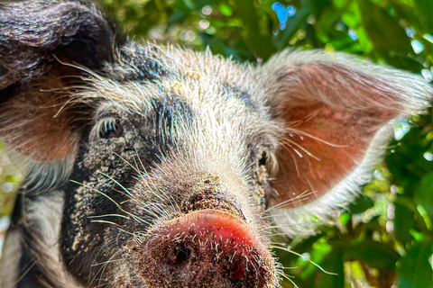 Nassau: Pigs Beach Trip by Boat with Swimming and Feeding