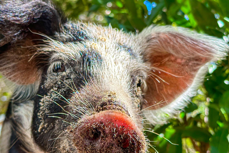 Nassau: Pigs Beach Trip by Boat with Swimming and Feeding