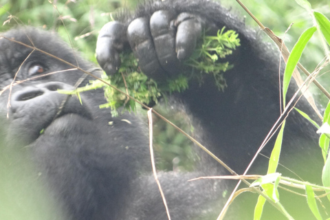 Caminhada de 2 dias com gorilas em Bwindi saindo de Kigali