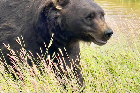 Anchorage: Glacier & Wildlife Discovery Tour (7-hours)