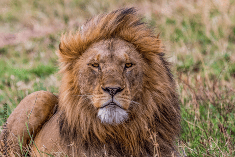 Mumbai to Golden Triangle & Tiger Safari – 7-Day India Tour Tour With professional Local Guide Delhi, Agra, Jaipur Only.