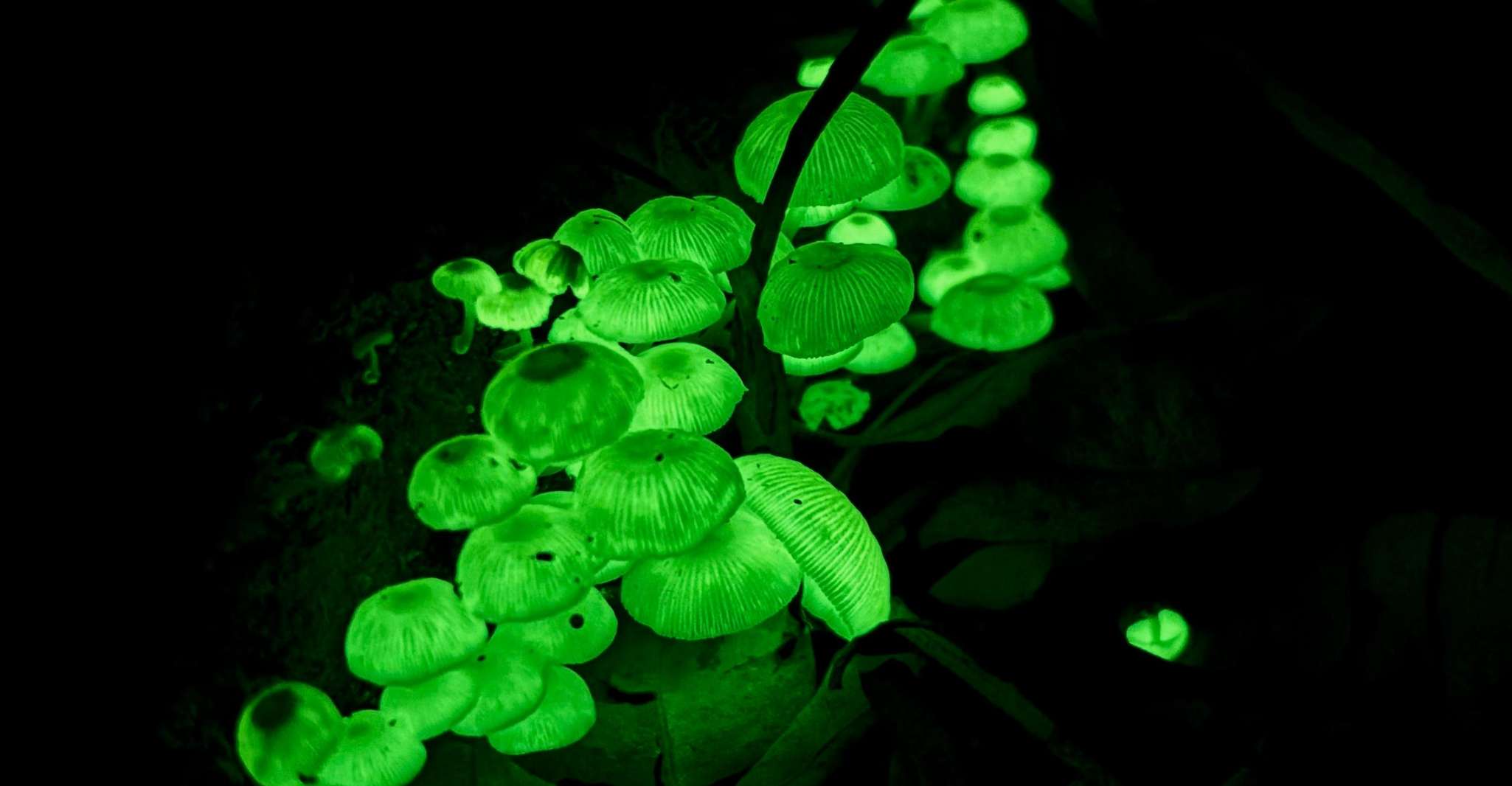 Byron Bay: Glowworms, Waterfalls & Rainforest Experience photo 7