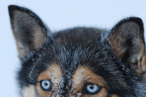 Levi: Husky Farm Visit, Sleigh Ride and Husky Hugging
