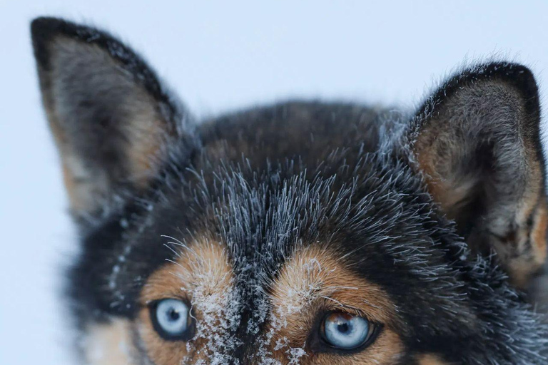 Levi: Husky Farm Visit, Sleigh Ride and Husky Hugging