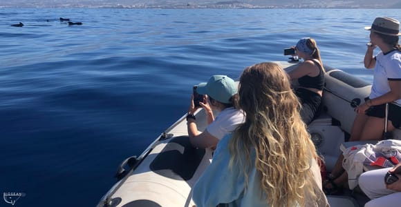 Tenerife: Whale Watching Boat Tour with a Marine Biologist