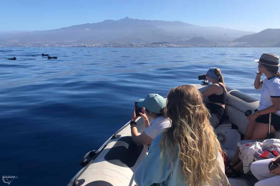 Teneriffa: Bootstour zur Walbeobachtung mit einem Meeresbiologen. Foto: GetYourGuide
