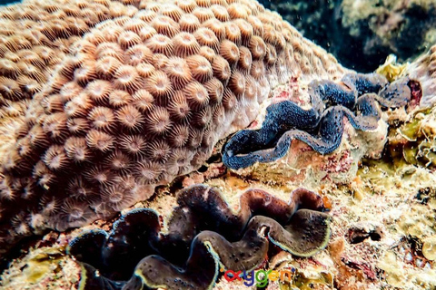Koh Tao in a Day: Turtles, Hidden Reefs & Nangyuan Viewpoint