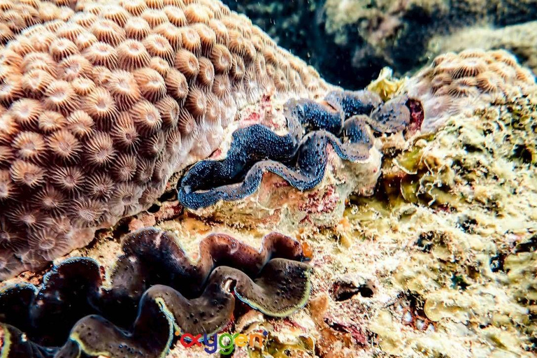 Koh Tao in a Day: Turtles, Hidden Reefs & Nangyuan Viewpoint