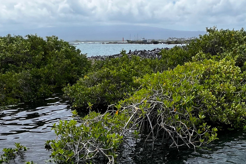 Santa Cruz: 4-Day Snorkel, Tintoreras, Pinzón & Fishing