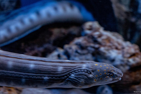 Río de Janeiro: ticket de entrada a AquaRio