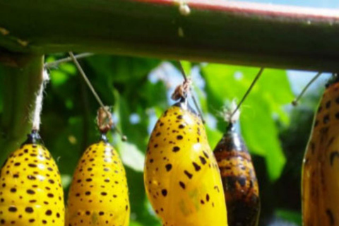 Zanzibar: Las Jozani, Centrum Motyli i Wycieczka PszczelarskaZanzibar: Las Jozani, Centrum Motyli i wycieczka do pasieki