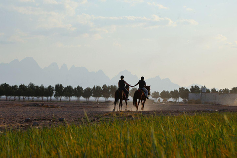 Hurghada: Jeep Safari, piantumazione di alberi e pranzo "dalla fattoria alla tavola"Hurghada: safari in jeep, piantumazione di alberi e pranzo "dalla fattoria alla tavola"