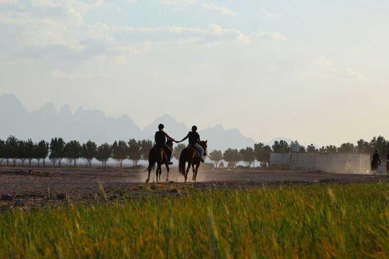 Hurghada: Jeep Safari, piantumazione di alberi e pranzo "dalla fattoria alla tavola"Hurghada: safari in jeep, piantumazione di alberi e pranzo "dalla fattoria alla tavola"