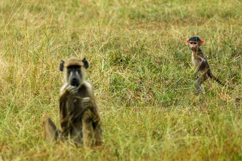 Von Sansibar aus: Selous G.R. Safari mit Übernachtung und Flügengemeinsame Safari