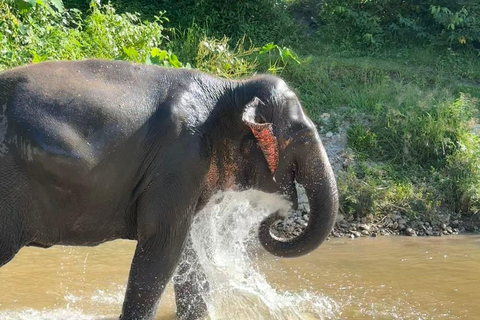 Chiang Mai: Elephant Sanctuary, Waterfall & Bamboo Rafting