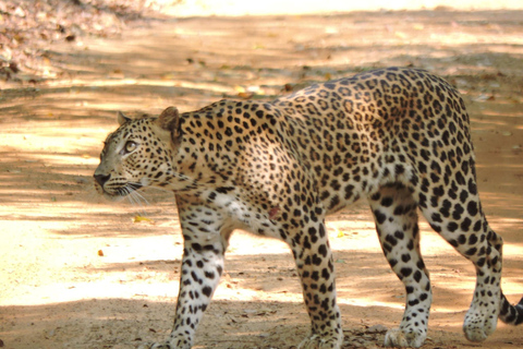 Yala/Mirissa: All Inclusive Full-Day Safari at Yala Park Mirissa/Weligama: All Inclusive Full-Day Safari at Yala Park