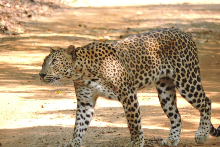 Yala/Mirissa: All Inclusive Full-Day Safari at Yala Park Mirissa/Weligama: All Inclusive Full-Day Safari at Yala Park